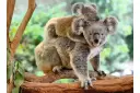 Puzzel 200 stukjes xxl Familie Koala