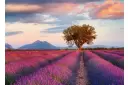 Puzzel 1000 stukjes Lavendel velden